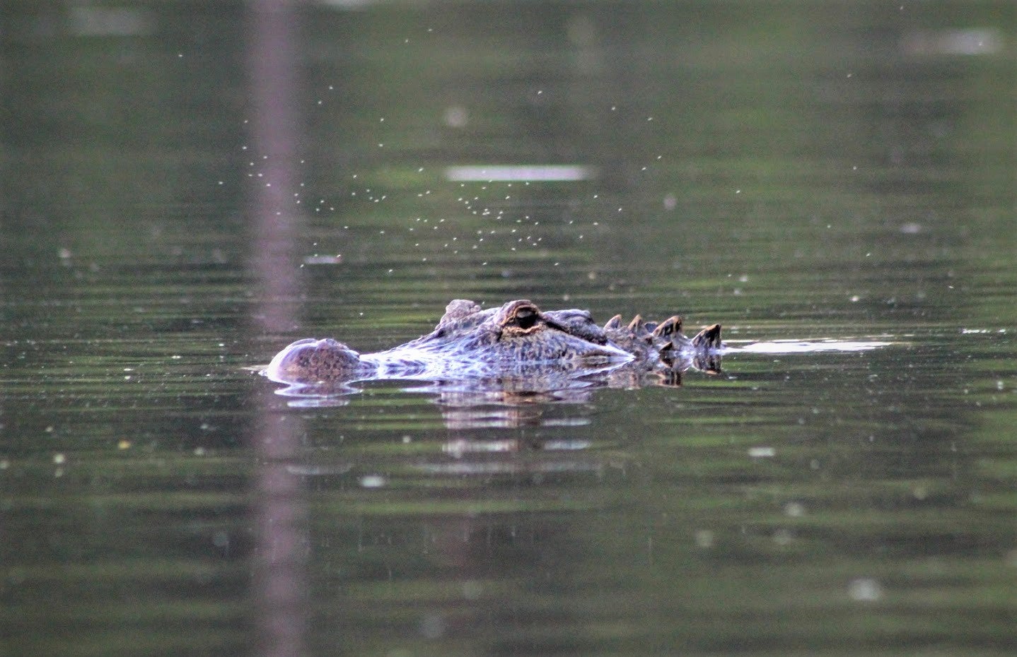 alligator with body submerged under water